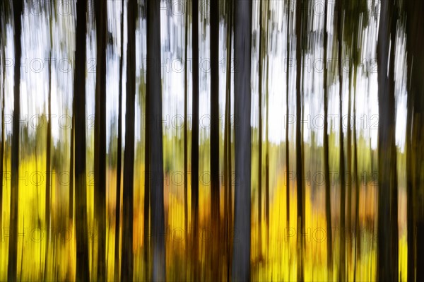 Spruce forest in the Swabian Alb in autumn