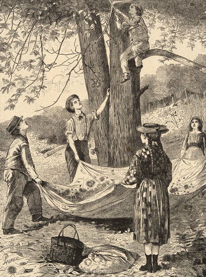 Gathering chestnuts