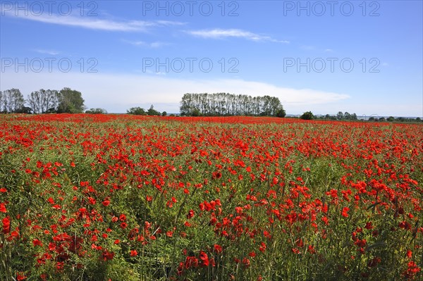 Blooming poppy flower