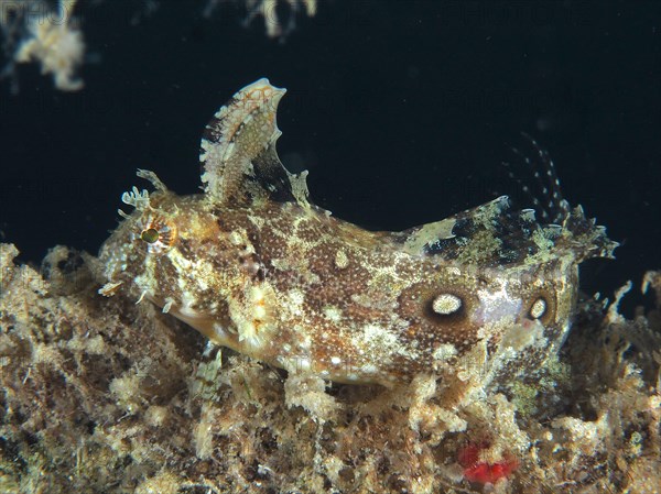 Well camouflaged sabre-tooth blenny