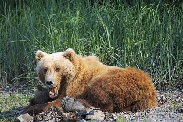 Mother bear with two cubs