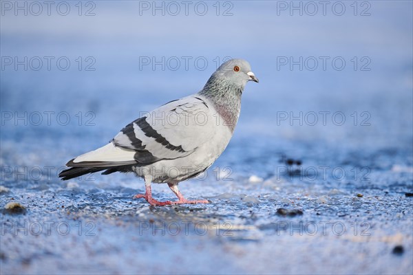 Feral pigeons