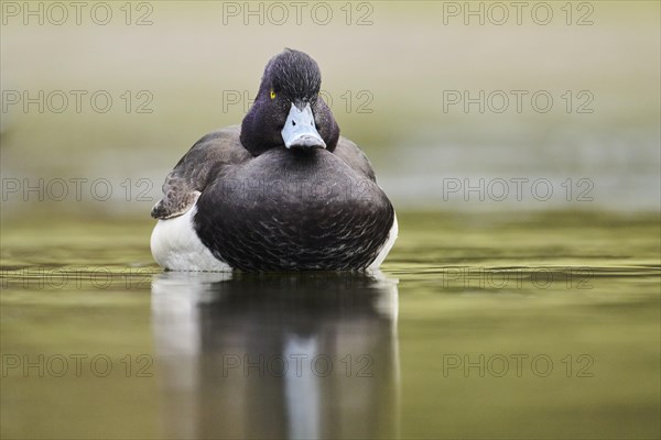 Tufted pochard