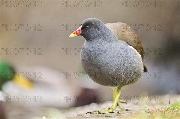 Common moorhen