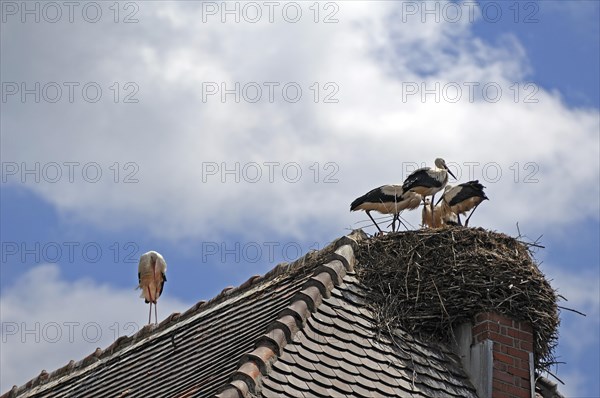 White stork