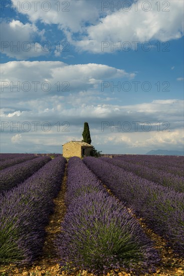 Flowering lavender