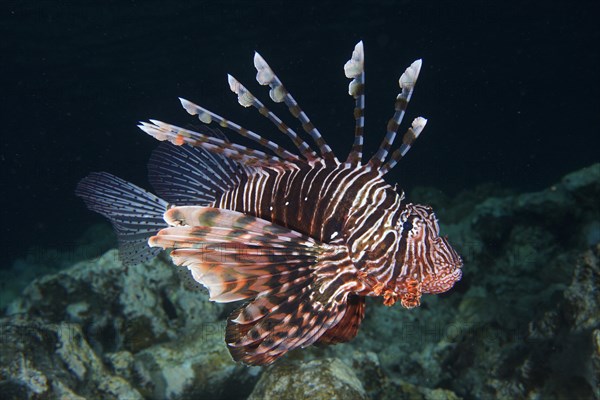 Pacific red lionfish