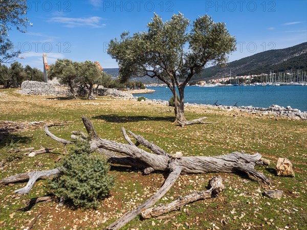 Olive grove and old church