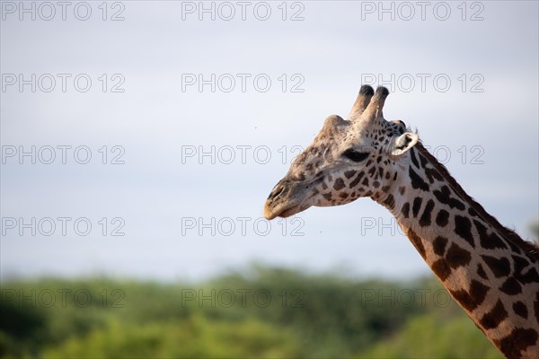 Single giraffe