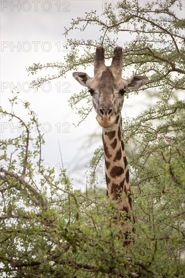 Single giraffe