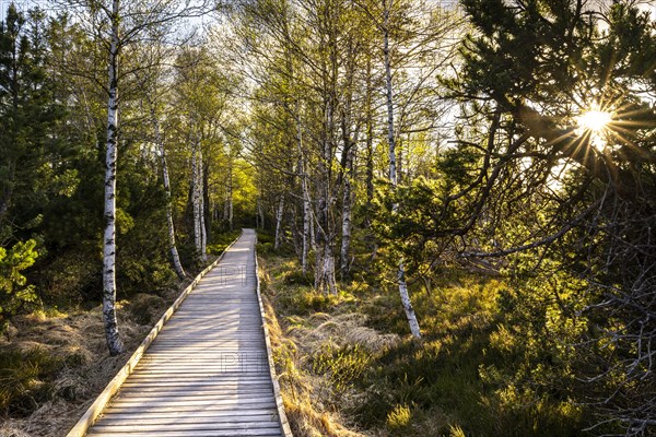 A boardwalk in the Wildseemoor in the evening