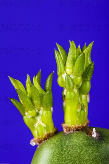 Green sprouts from prickly pear cactus