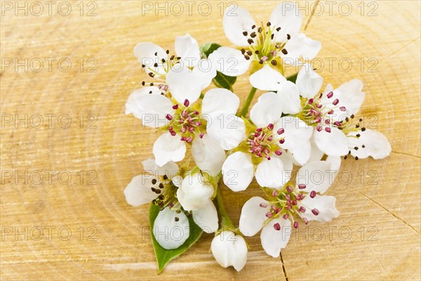 Pear blossoms on a wooden background