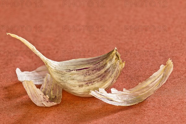 Garlic clove