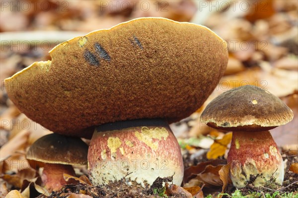 Dotted stem bolete