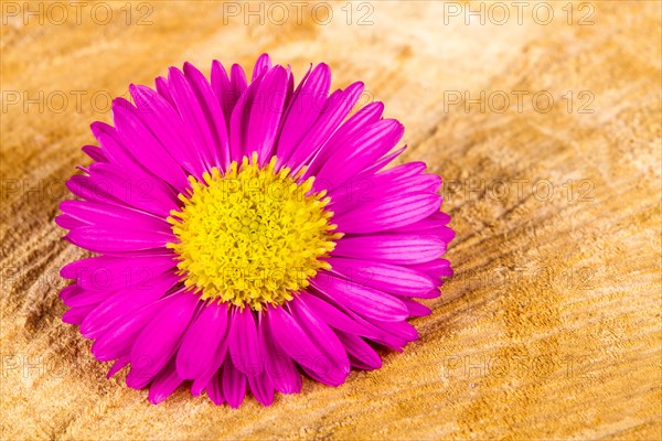 Aster flower