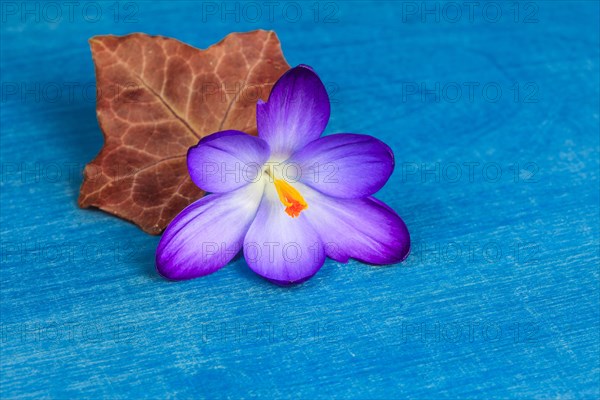 Crocus flower with ivy leaf