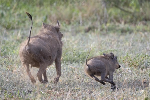 Common warthog