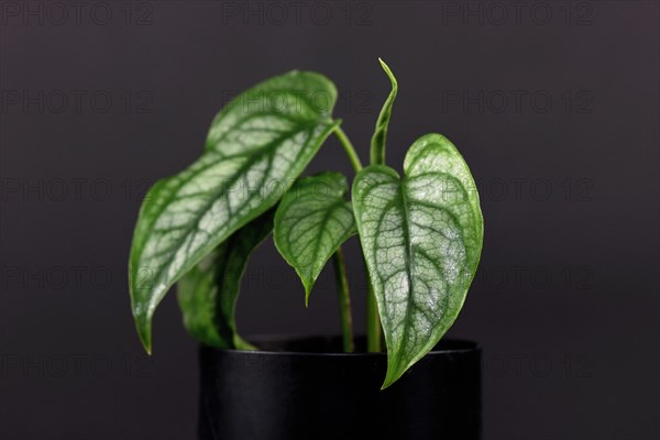 Potted tropical 'Monstera Siltepecana' houseplant