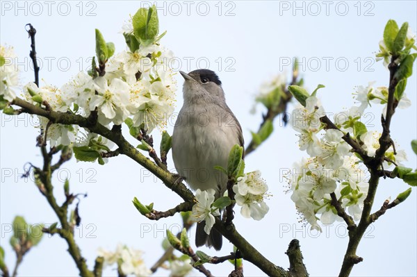 Blackcap