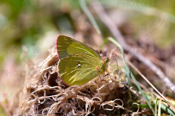 Palaeno sulphur