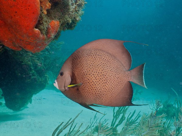 Gray angelfish