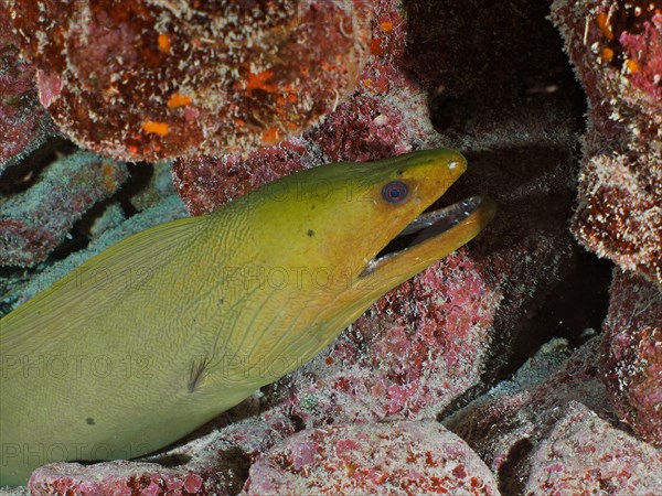 Green moray