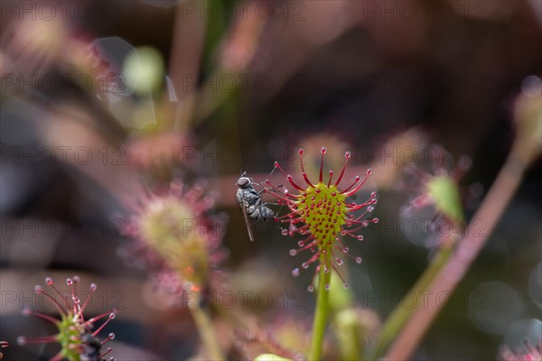 Oblong-leaved sundew