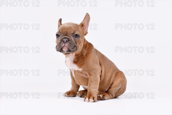 Blue fawn French Bulldog dog puppy sitting on white background