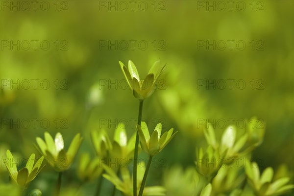 Lesser Celandine