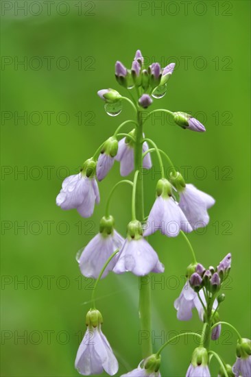 Cuckoo flower