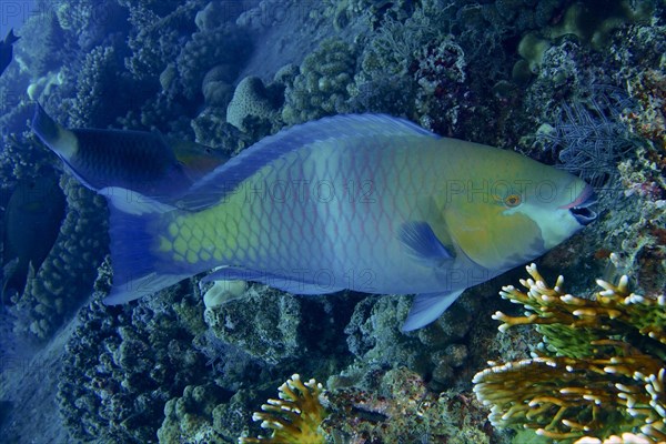 Rusty-naped parrotfish