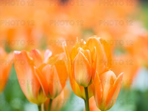 Tulip