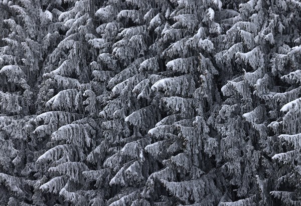 Spruce forest in winter