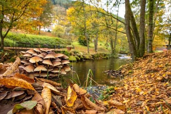 Mushrooms in autumn on river bank in spa garden