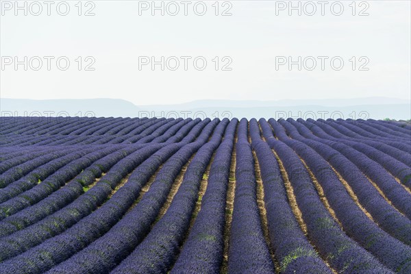 Flowering lavender