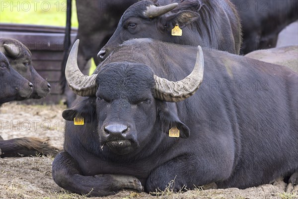 Lying Asian water buffalo