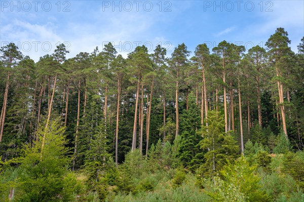 Enztalkiefer in the forest