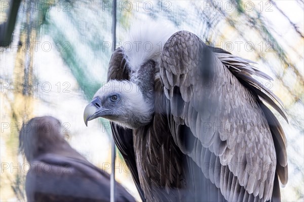 Head of griffon vulture