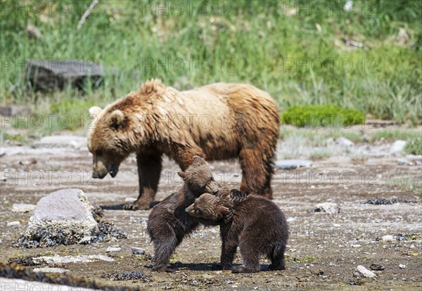 Mother bear with two cubs