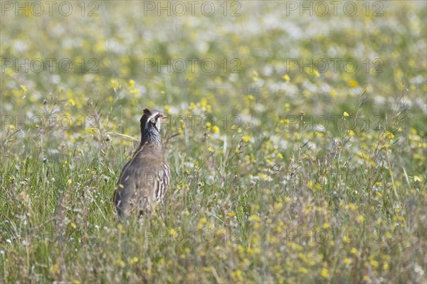 Red-legged partridge