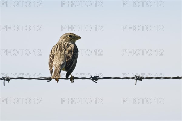 Corn Bunting