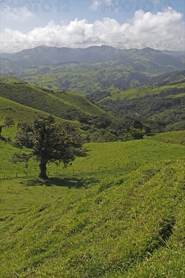 Green landscape