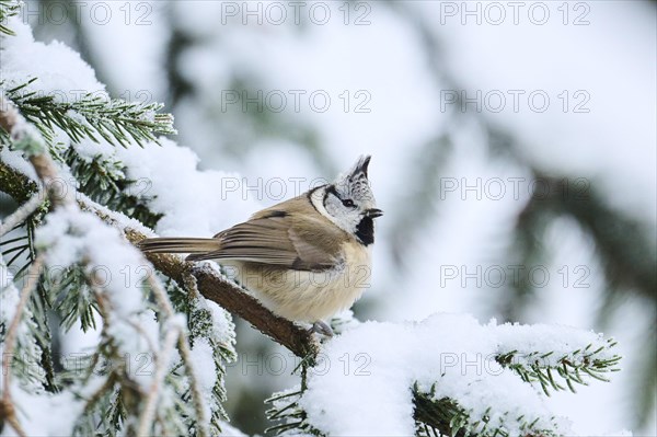 European crested tit