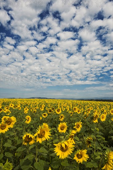Flowering sunflower field
