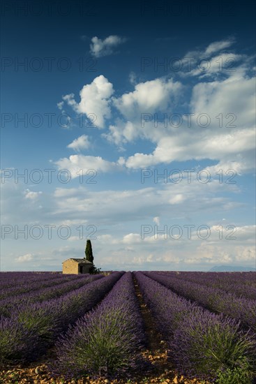 Flowering lavender