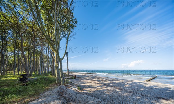 Coastal forest on the beach of the Baltic Sea