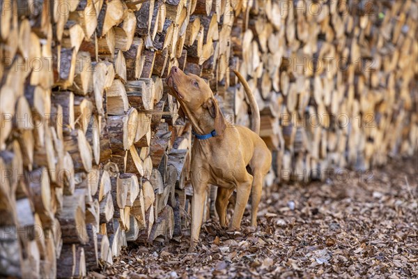 Roevidszoru Magyar Vizsla