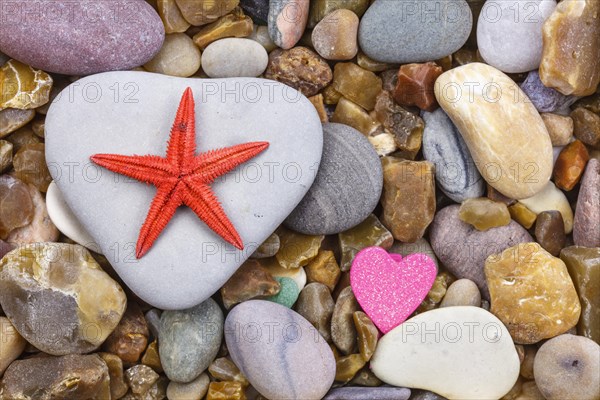 Starfish on a pebble