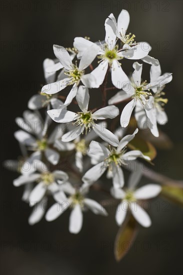 Rocky pear